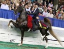 hs baby steps undersaddle