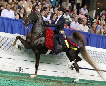 hs baby steps undersaddle
